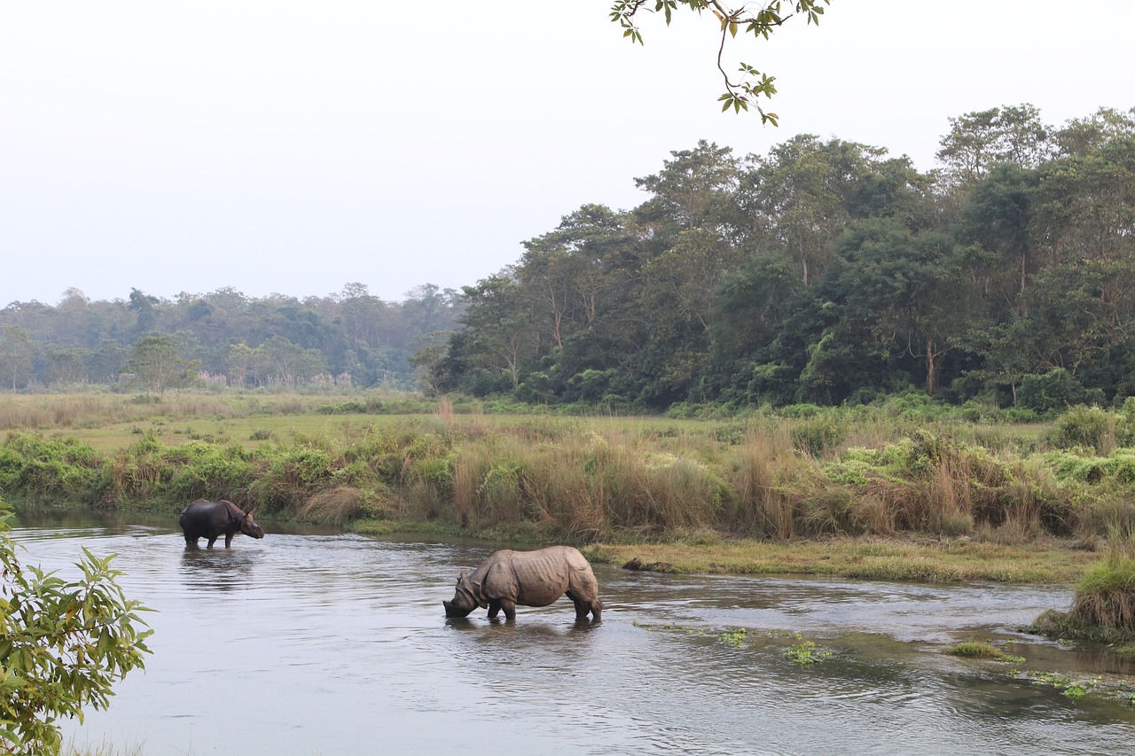 Chitwan, la jungle à l’état pur