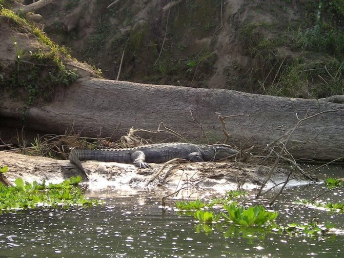 Chitwan - Crocodile