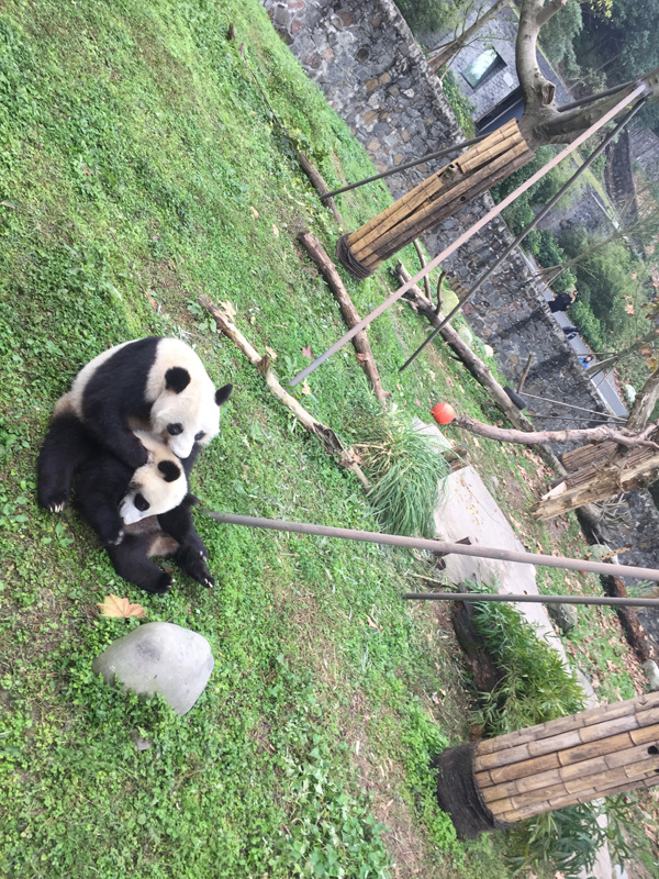 Chengdu, entre buildings et pandas