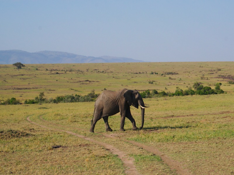L’immense Réserve du Masai Mara