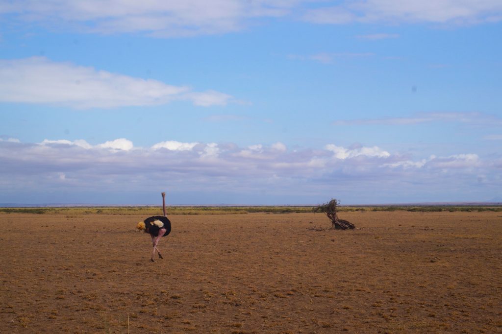 Autruche dans le parc d'Amboseli