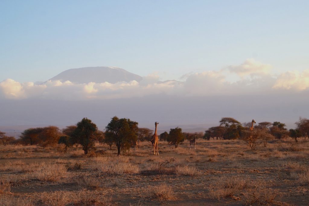 Girafe - Kilimandjaro