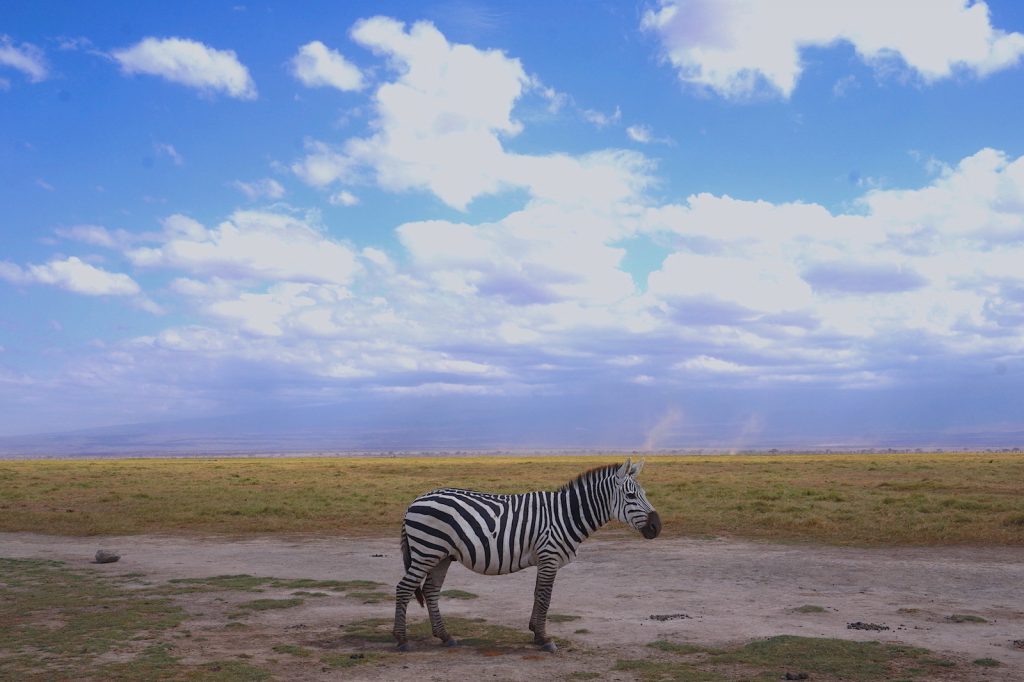 Zèbre dans le parc d'Amboseli