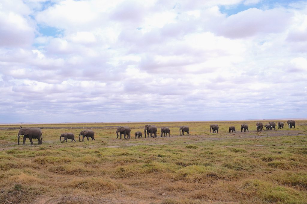 Famille d'éléphants marchant en file indienne
