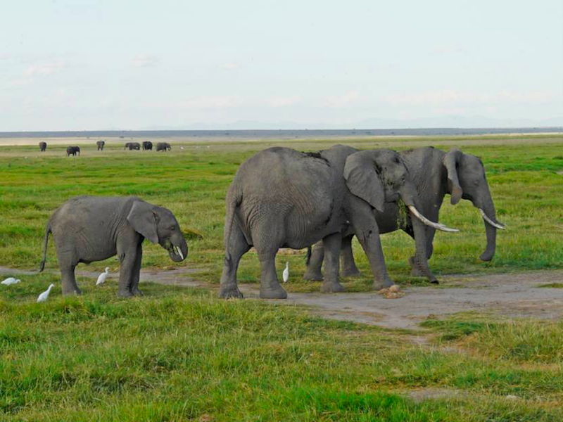 Eléphants en famille