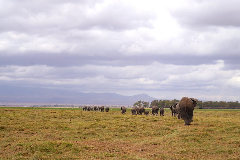 Famille d'éléphants marchant en file indienne