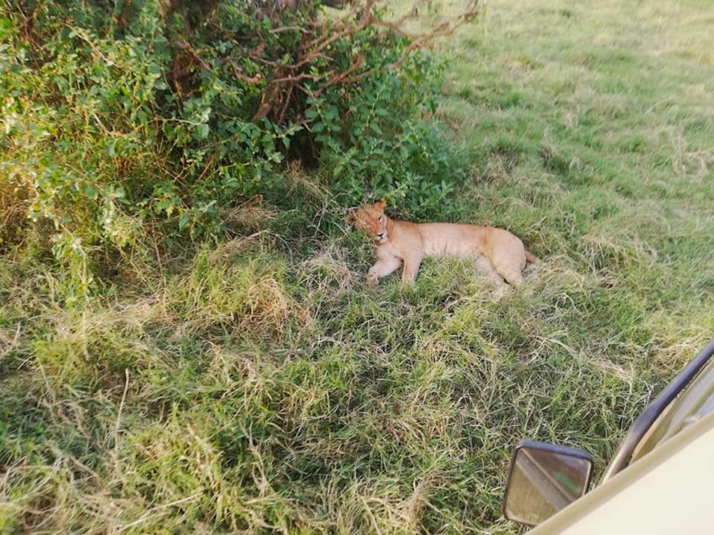 Lion allongé à Tsavo