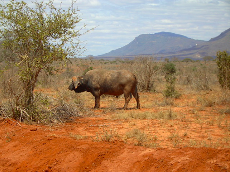 Buffalo sur la piste à Tsavo