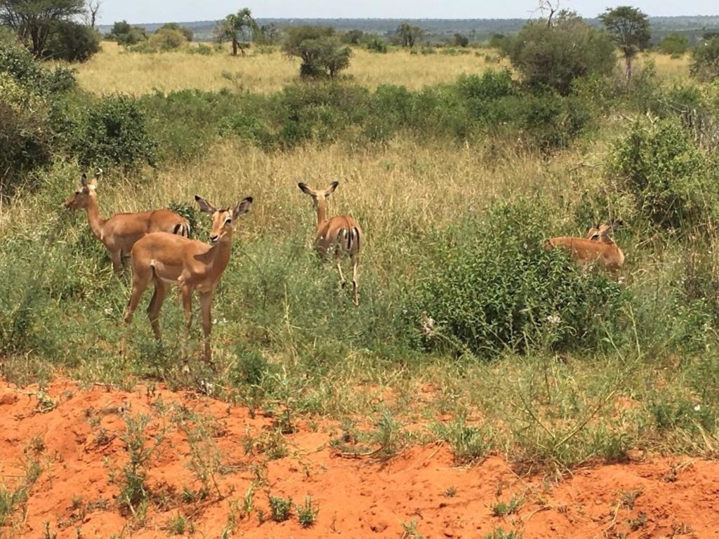 Gazelle à Tsavo
