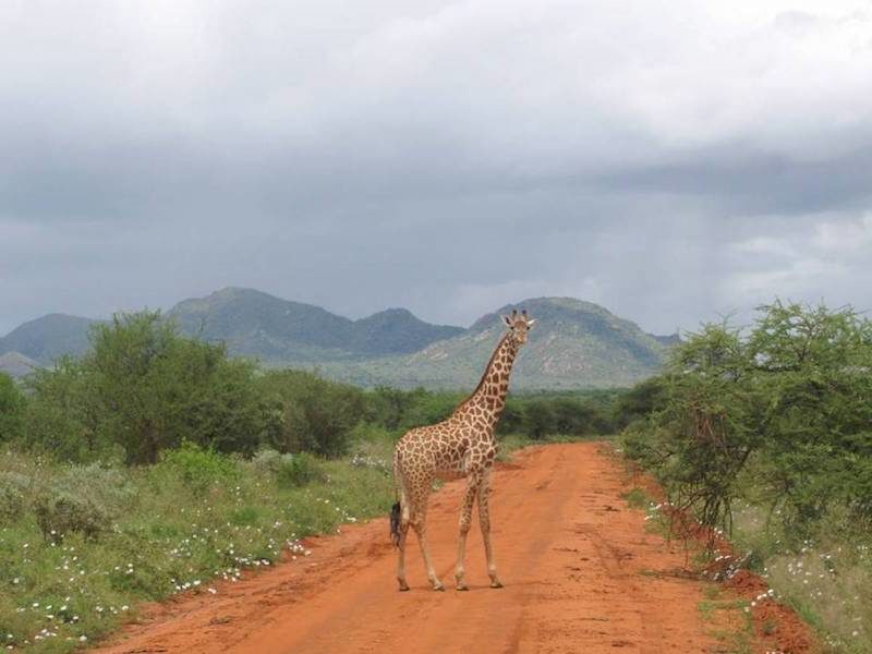 Girafe au milieu de la piste à Tsavo